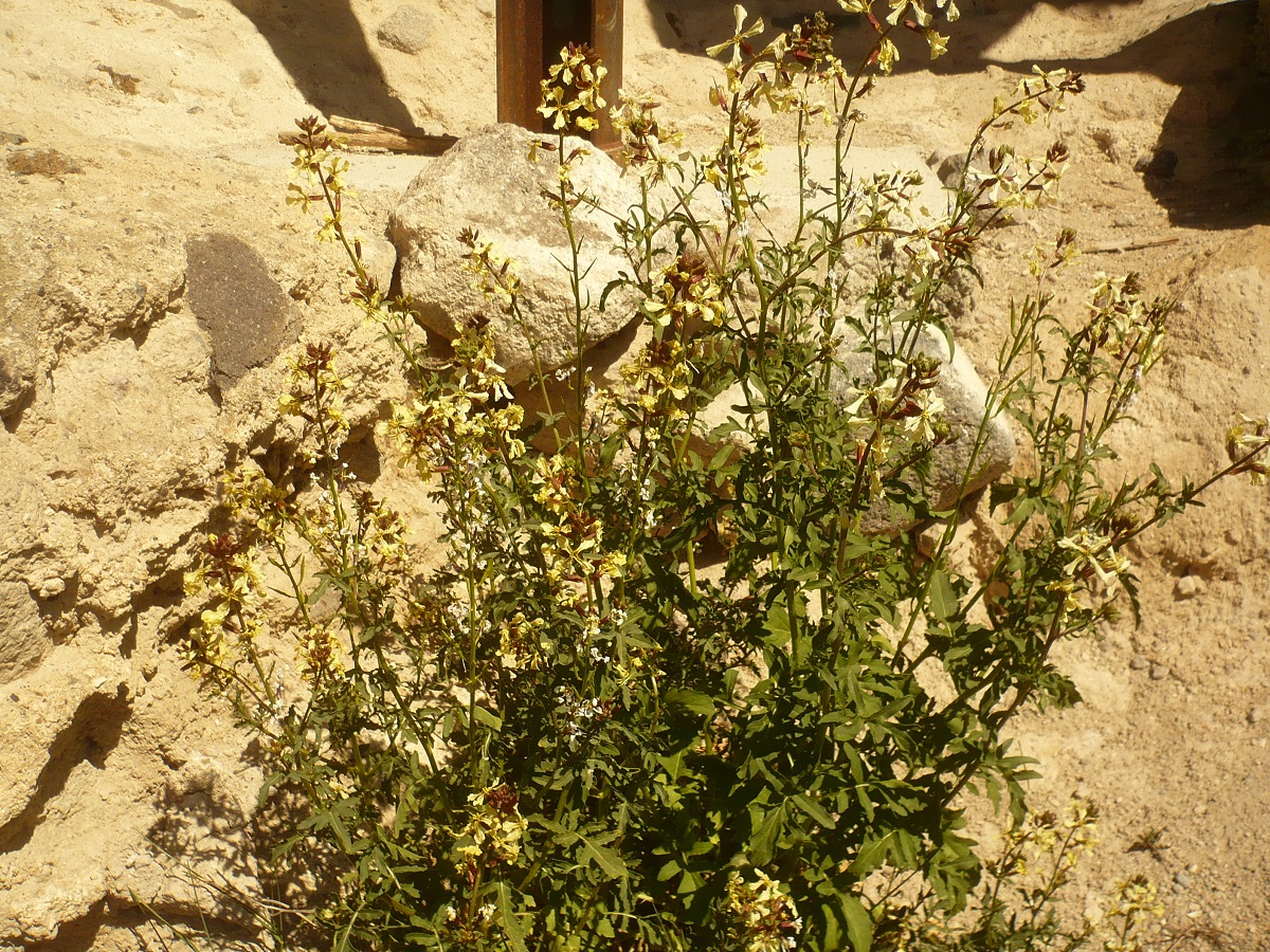 Eruca vesicaria (Brassicaceae)